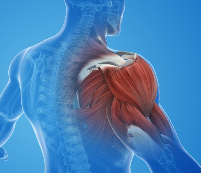 Decreased Muscle Mass