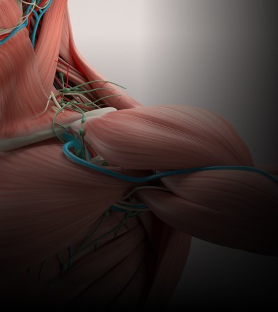 Muscles - Movement