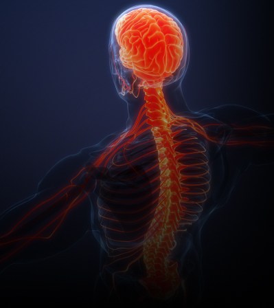 Spine - Support