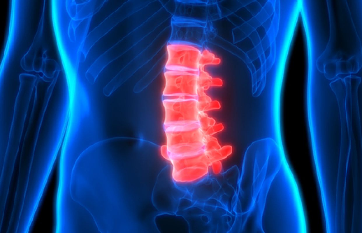 lumbar vertebrae